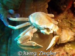 Porcellan Crab walking around...

Sabang, Puerto Galler... by Juerg Ziegler 